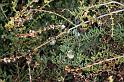 Argiope_trifasciata_D3249_Z_85_Valle Gran Rey_Spanje